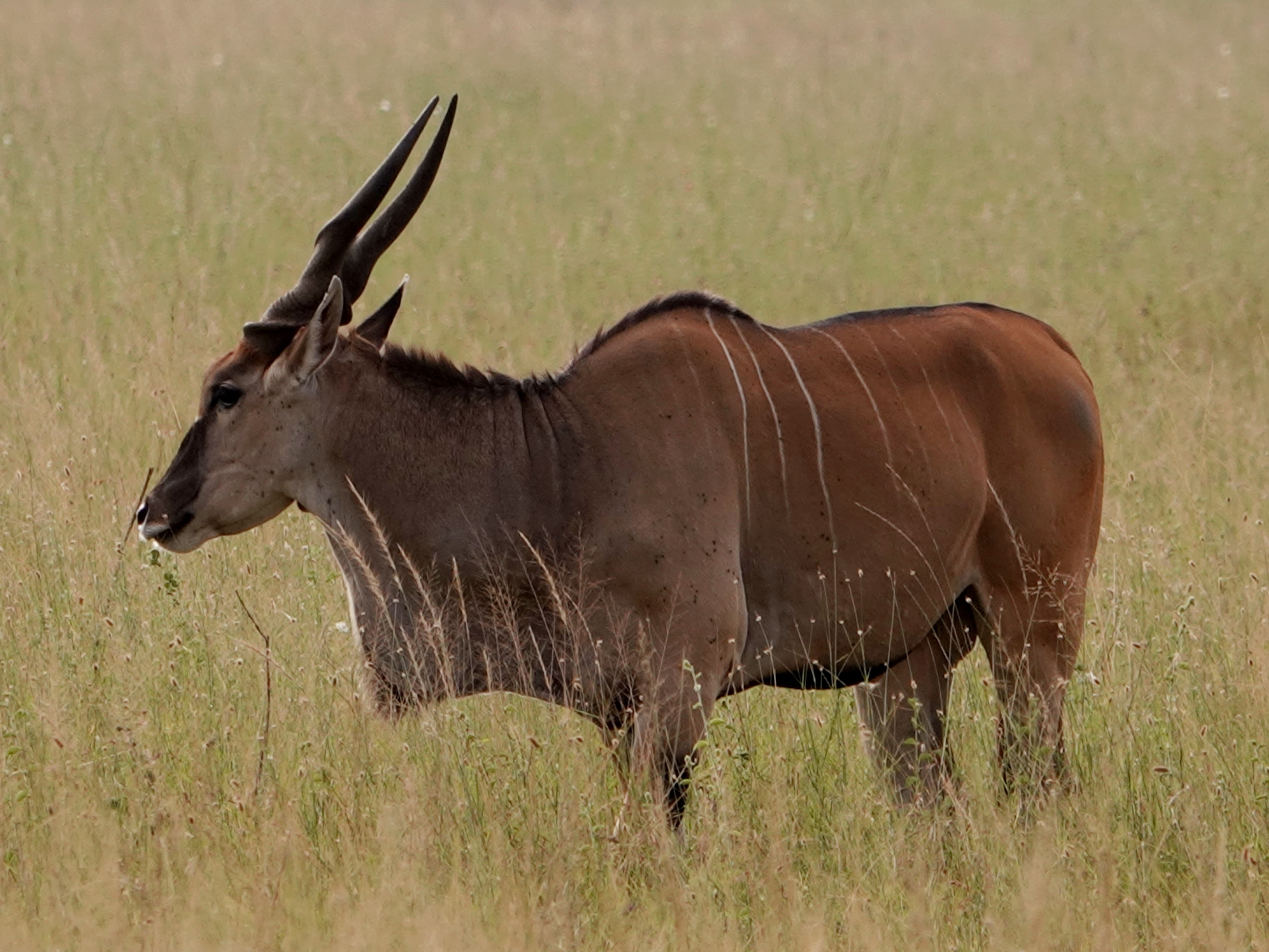 Budget Serengeti Safari